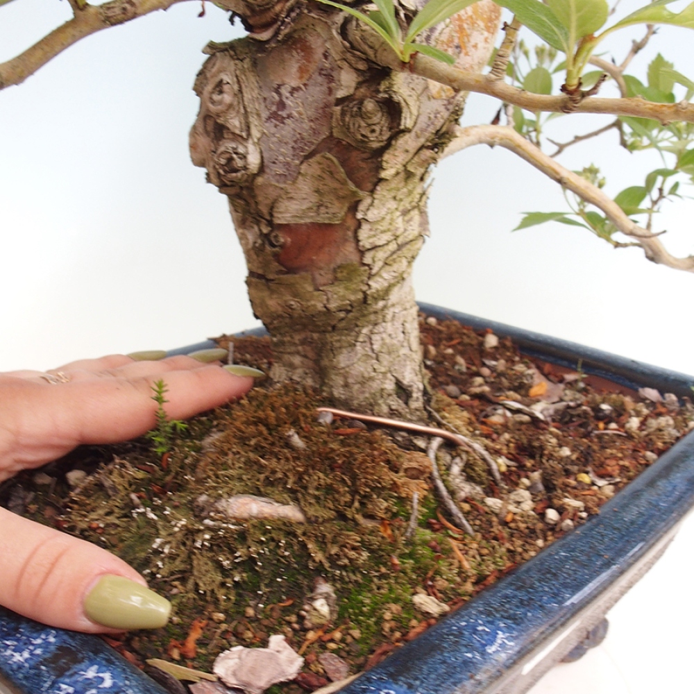 Bonsai im Freien - Weißdorn - Crataegus cuneata