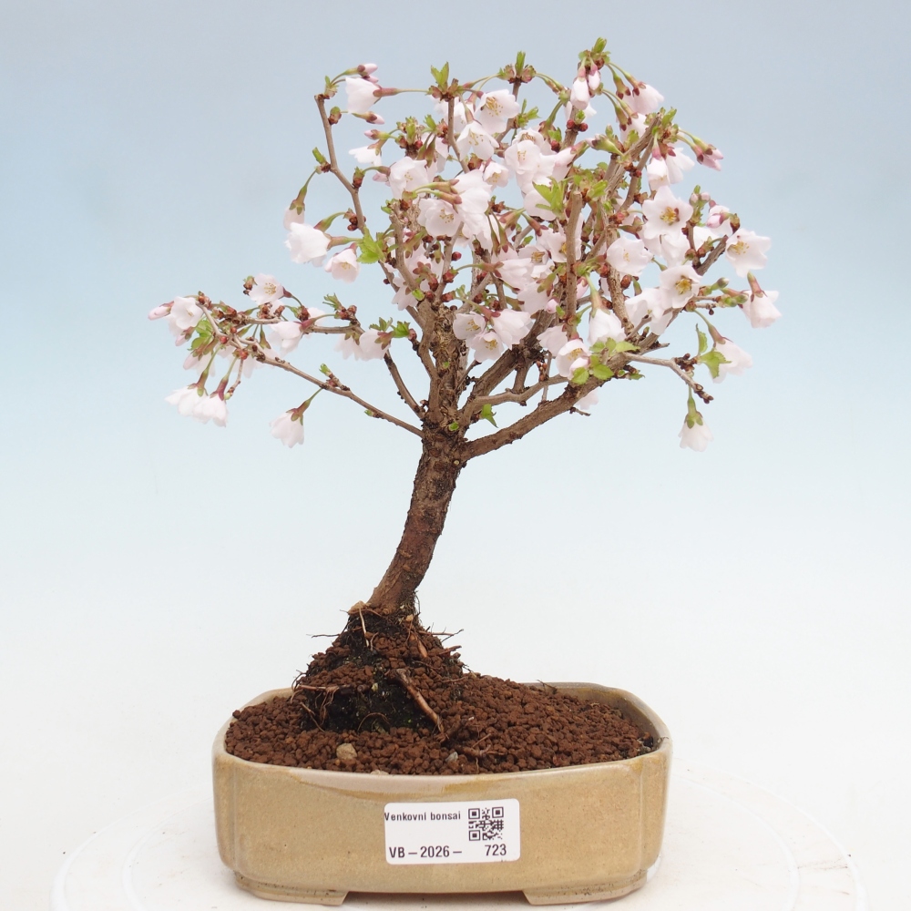 Bonsai für draußen - Prunus incisa Kojou-no mai-Plivon ausgeschnitten