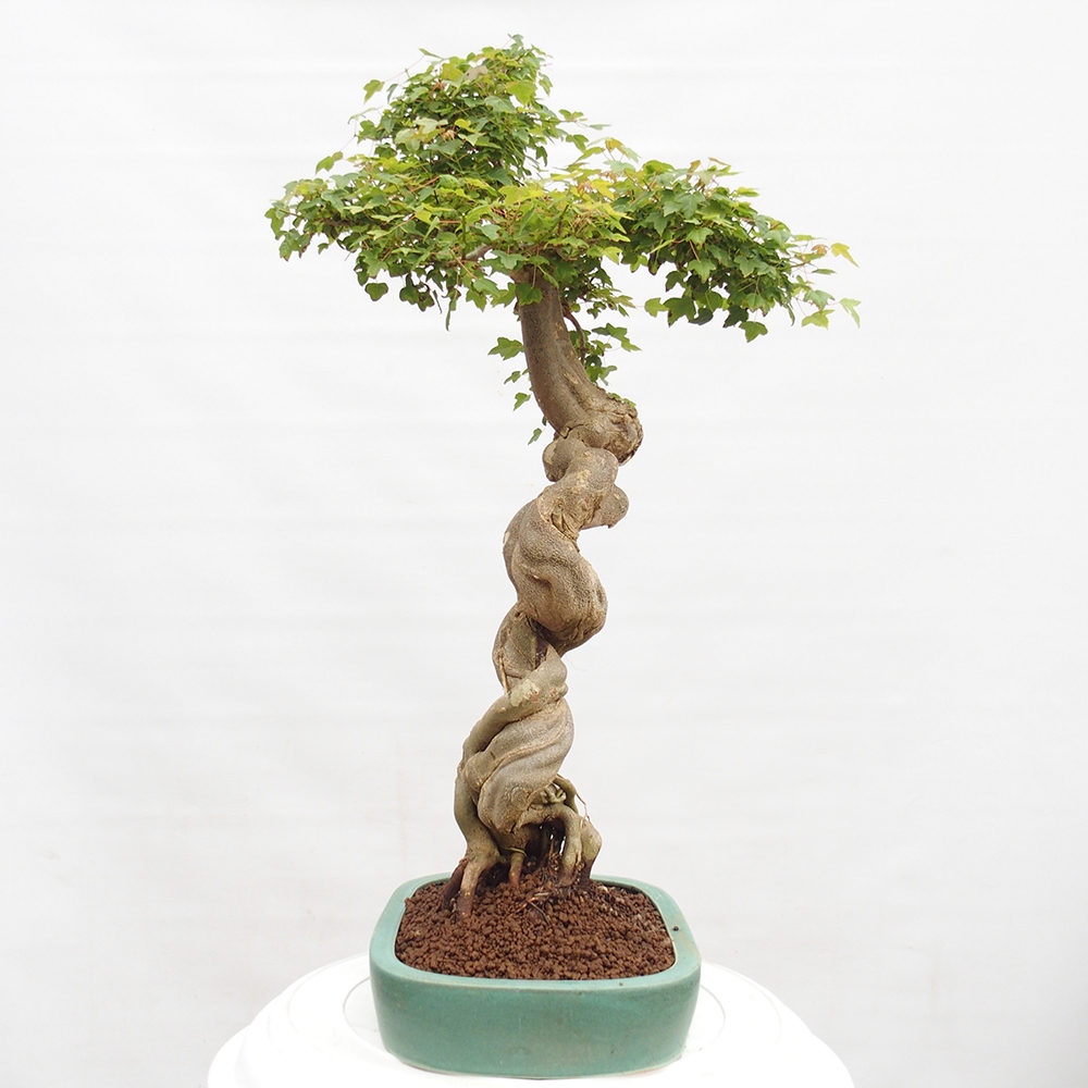 Bonsai im Freien - Ahorn Buergerianum - Burger Maple