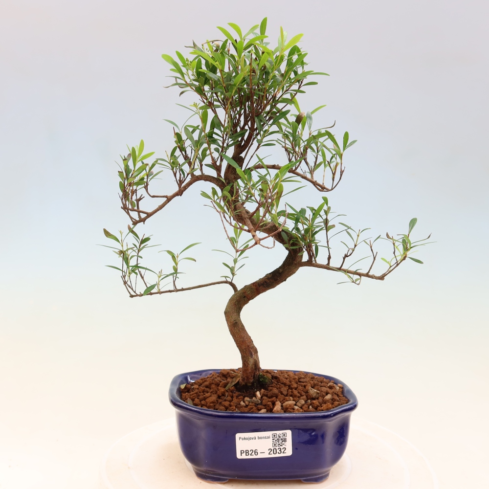 Zimmer Bonsai - Syzygium - Piment