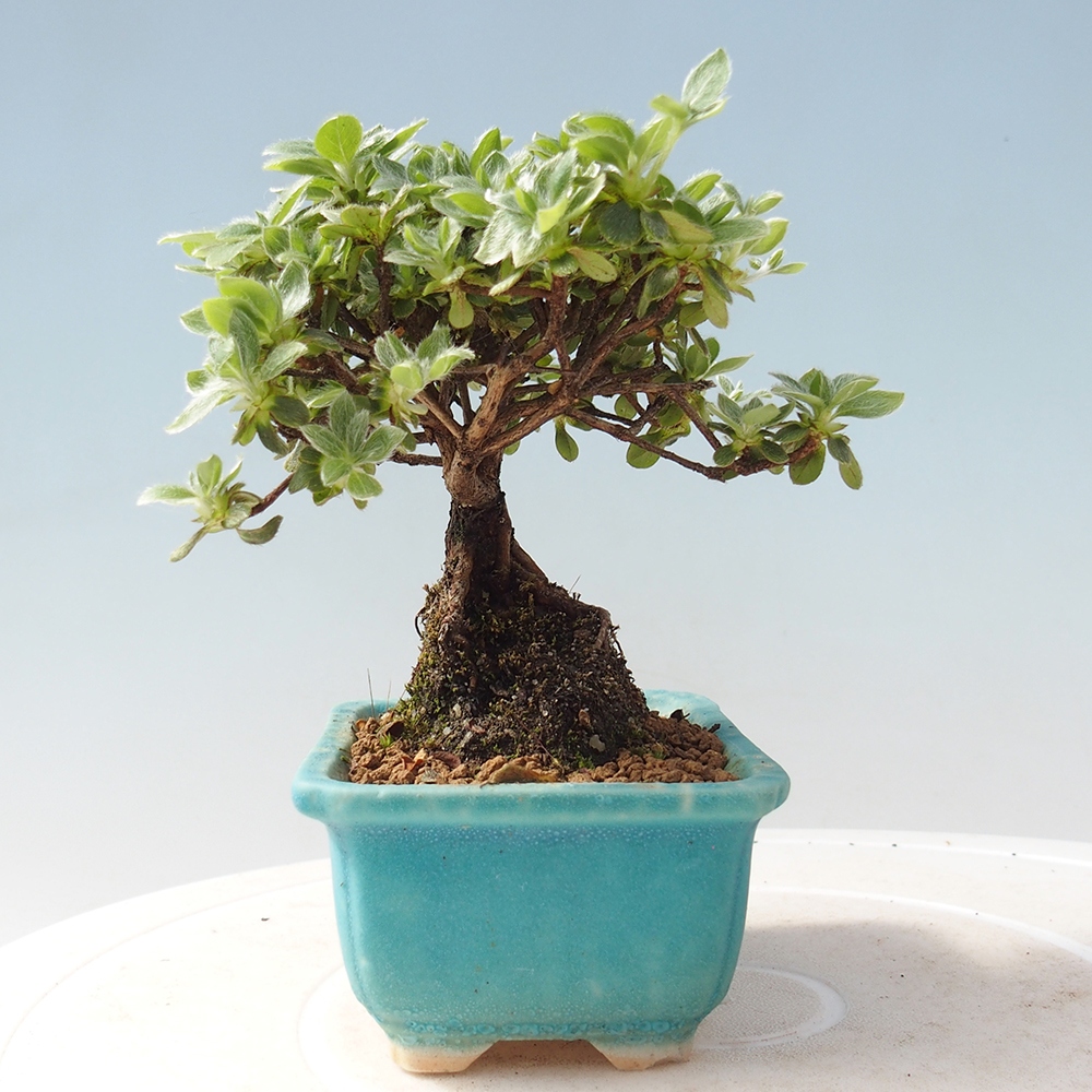 Outdoor-Bonsai - Rododendron indicum - Japanische Azalee