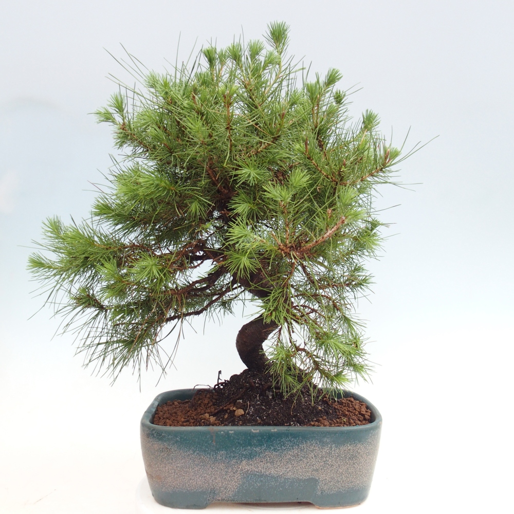 Zimmer Bonsai-Pinus halepensis-Kiefer von Aleppo
