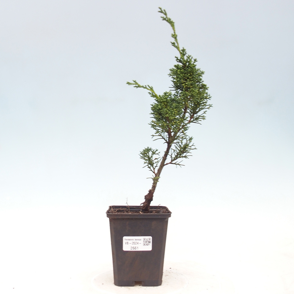 Outdoor-Bonsai - Juniperus chinensis Kishu - Chinesischer Wacholder