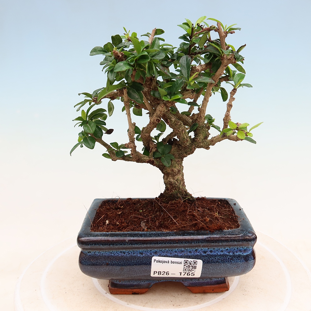 Zimmer-Bonsai - Carmona macrophylla - Tee-Fuki