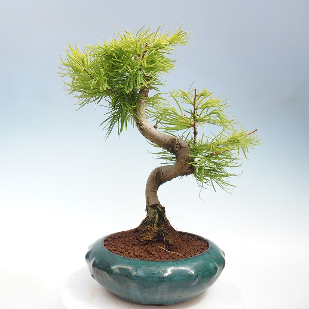 Bonsai im Freien - Löwenzahn - Pseudolarix amabis
