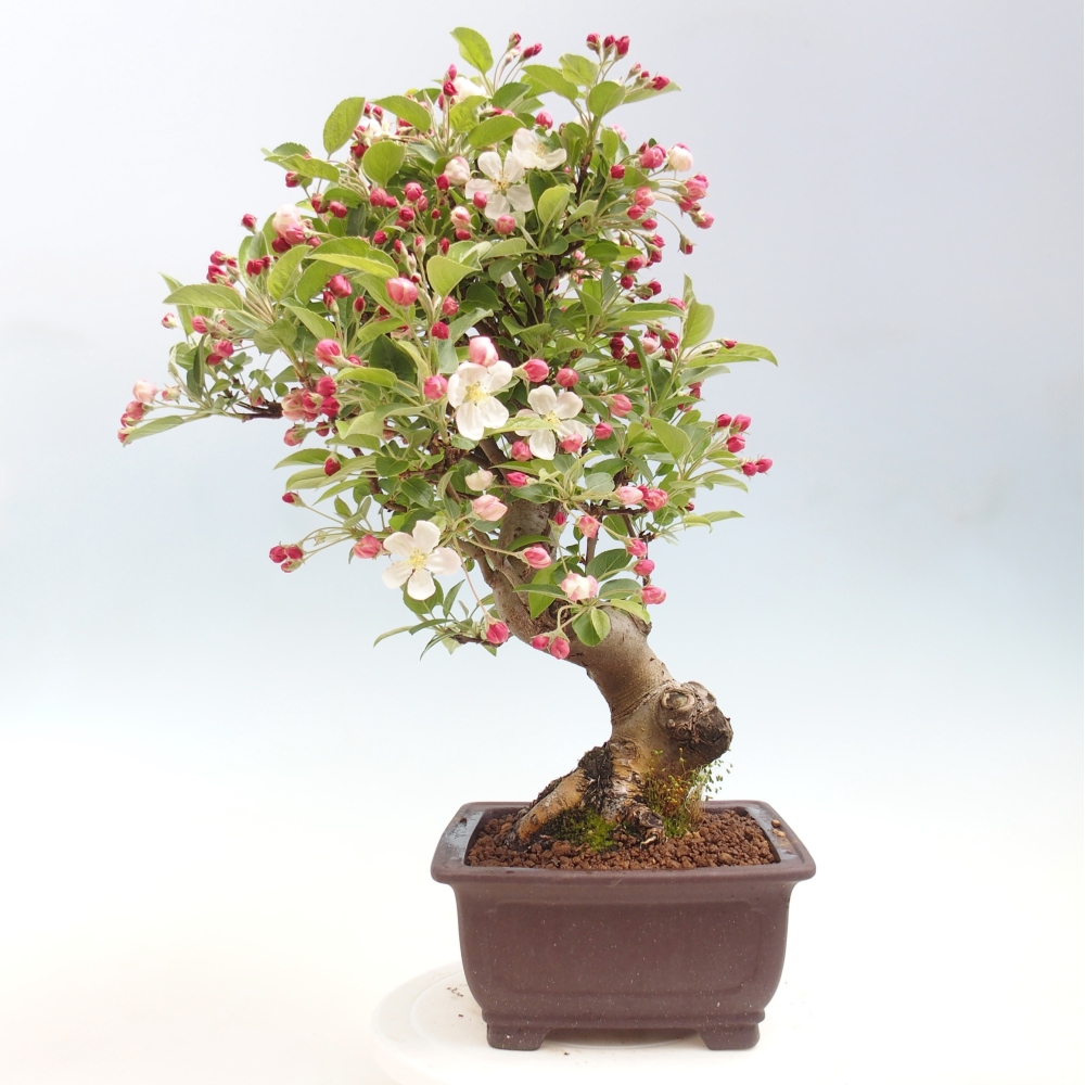 Outdoor-Bonsai -Malus halliana - Kleinfrüchtiger Apfelbaum