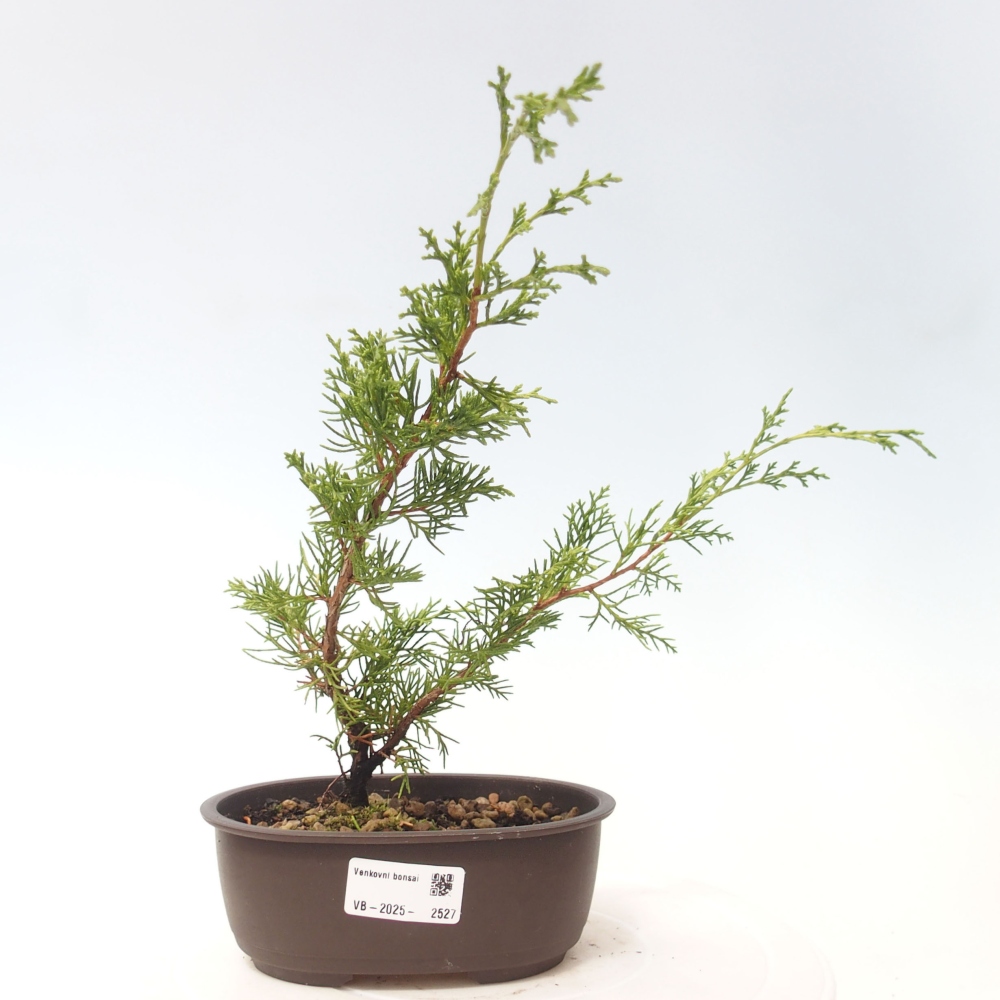 Outdoor bonsai - Juniperus chinensis Itoigawa - Chinese juniper