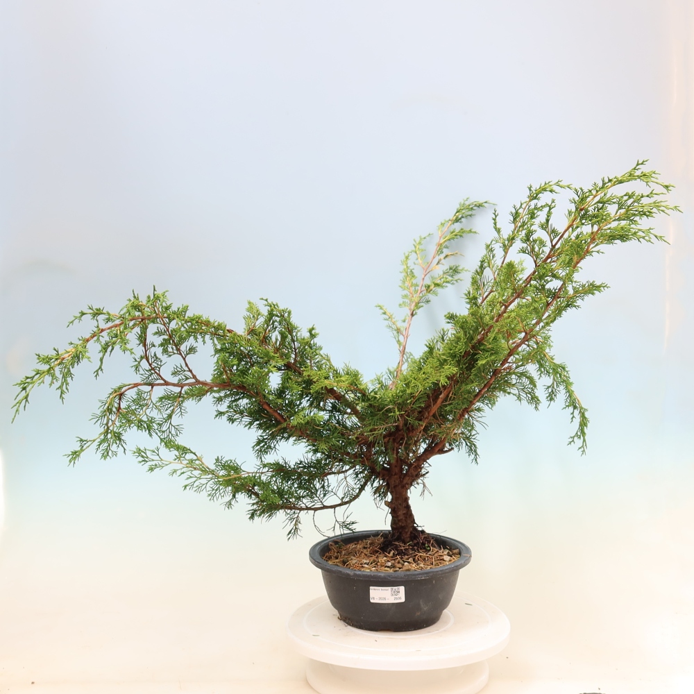 Bonsai für draußen - Juniperus chinensis Itoigawa