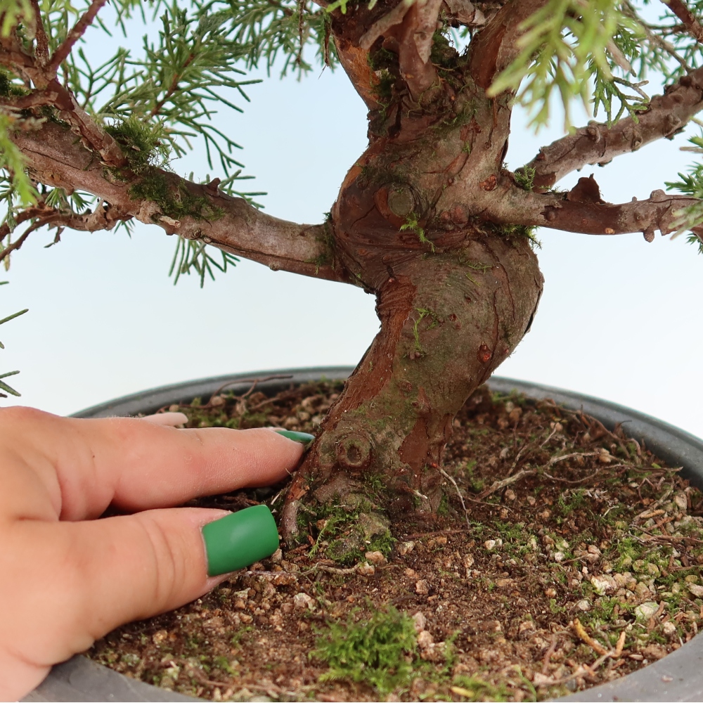 Bonsai für draußen - Juniperus chinensis Itoigawa-Juniperus chinensis