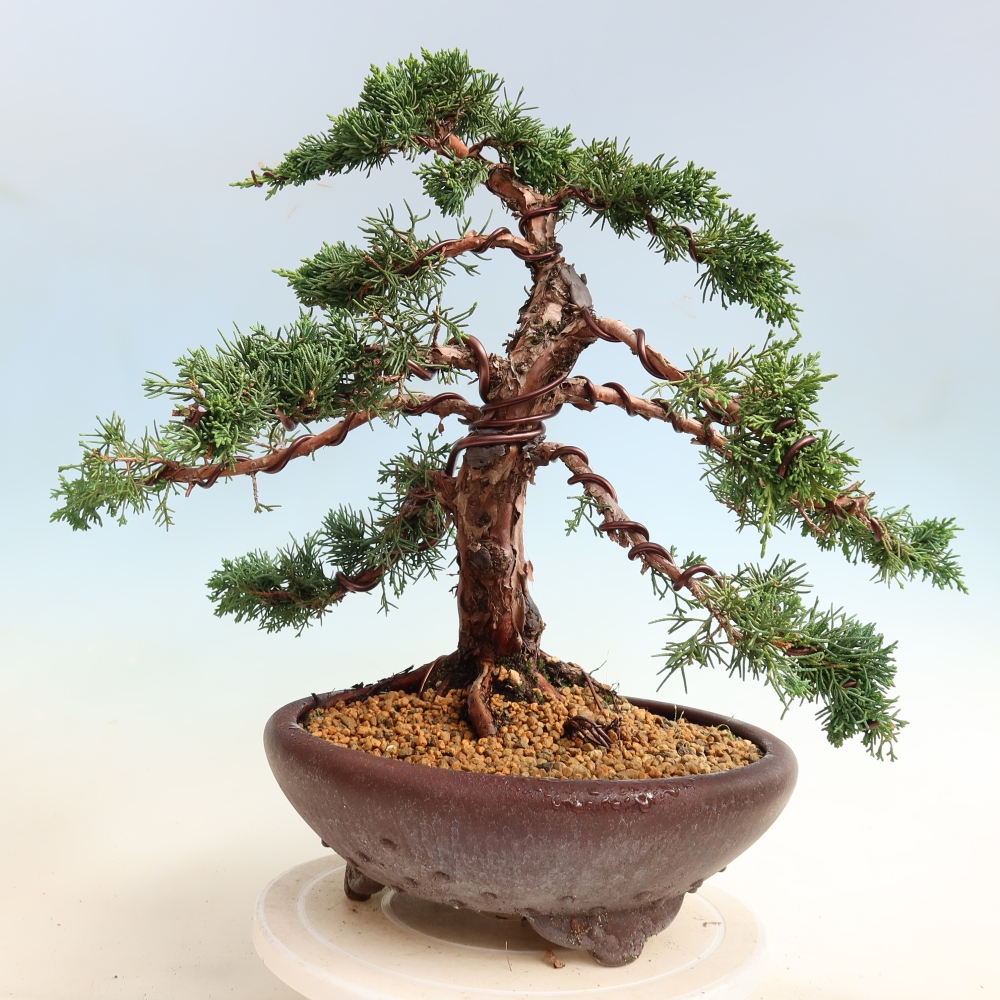 Bonsai für draußen - Juniperus chinensis Kishu