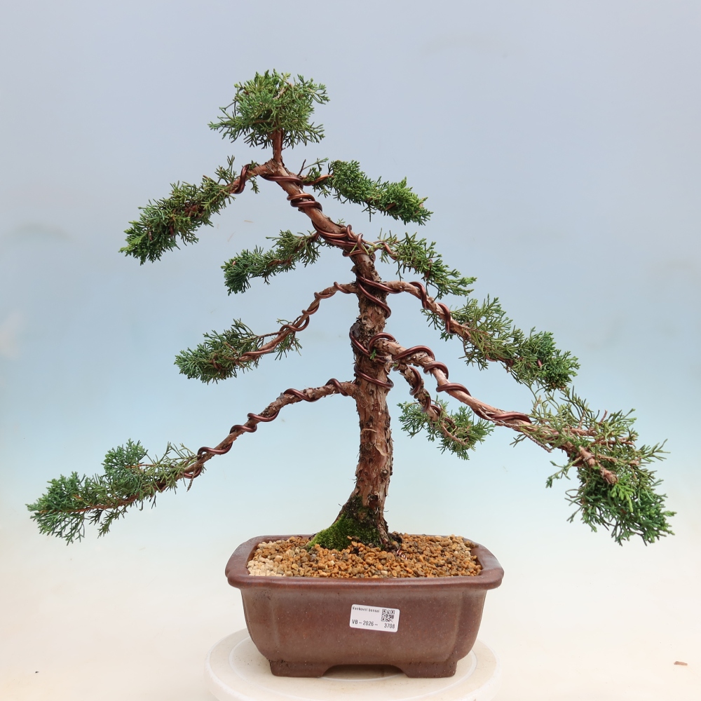 Bonsai für draußen - Juniperus chinensis Kishu