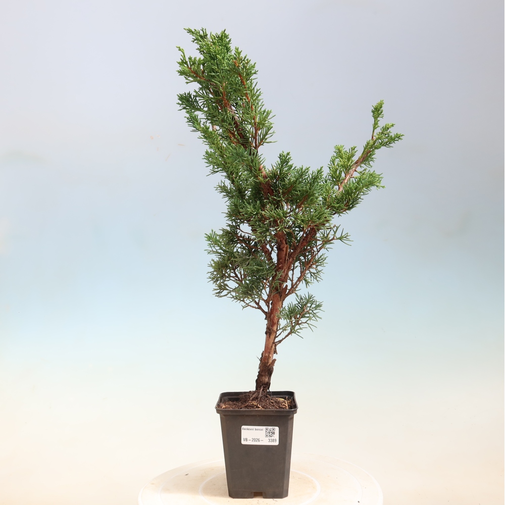 Bonsai für draußen - Juniperus chinensis Kishu