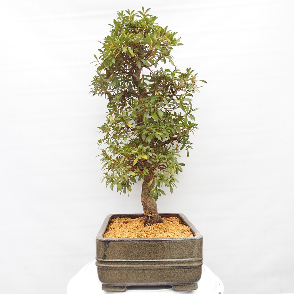 Bonsai für draußen - Japanische Azalee - Azalea satsuki