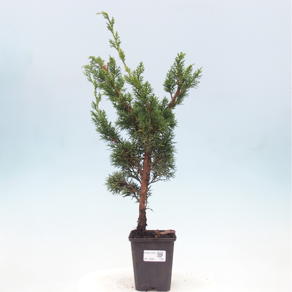 Bonsai für draußen - Juniperus chinensis Kishu
