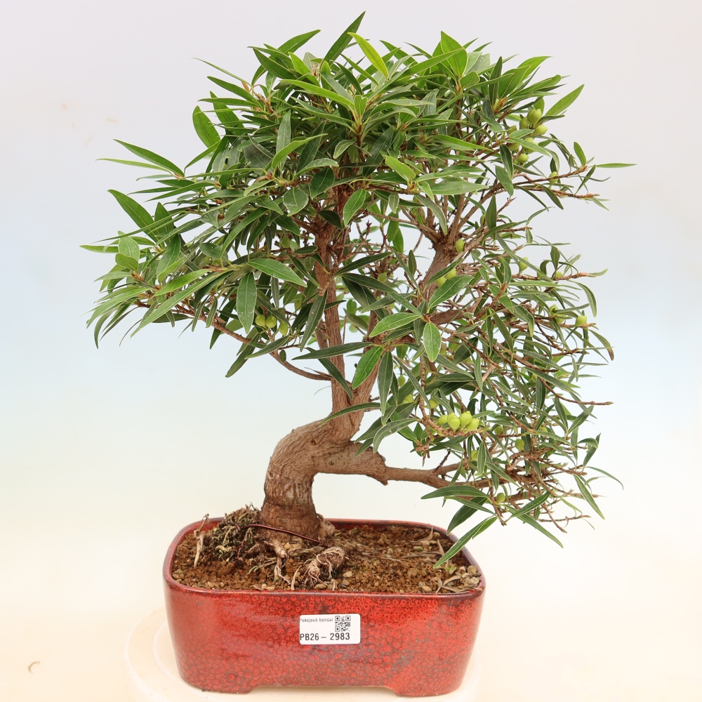 Zimmerbonsai - Ficus nerifolia - Kleinblättriger Ficus