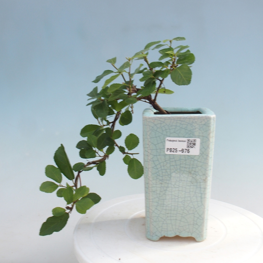 Zimmerbonsai - Grewia occidentalis - Lavendelstern