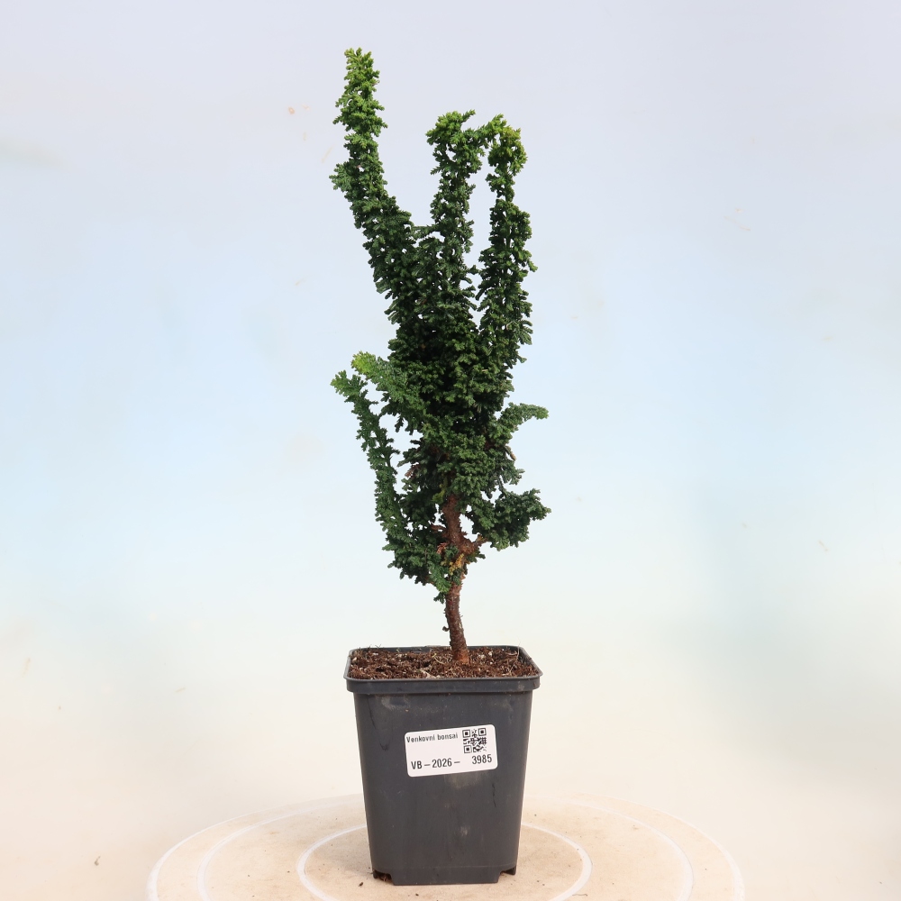 Bonsai für draußen - Cham. obtusa SEKKA HINOKI - Zypresse