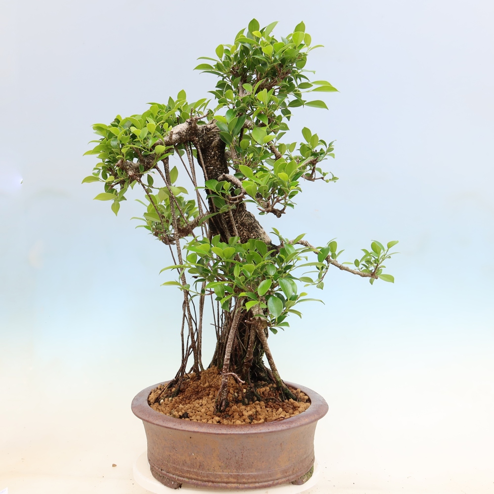 Zimmerbonsai - Ficus kimmen - Kleinblättriger Ficus