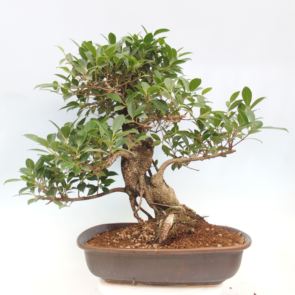 Zimmerbonsai - Ficus kimmen - kleinblättriger Ficus - NUR PERSÖNLICHE ABHOLUNG oder Palettentransport