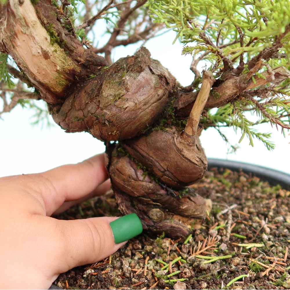 Bonsai für draußen - Juniperus chinensis Itoigawa-Juniperus chinensis