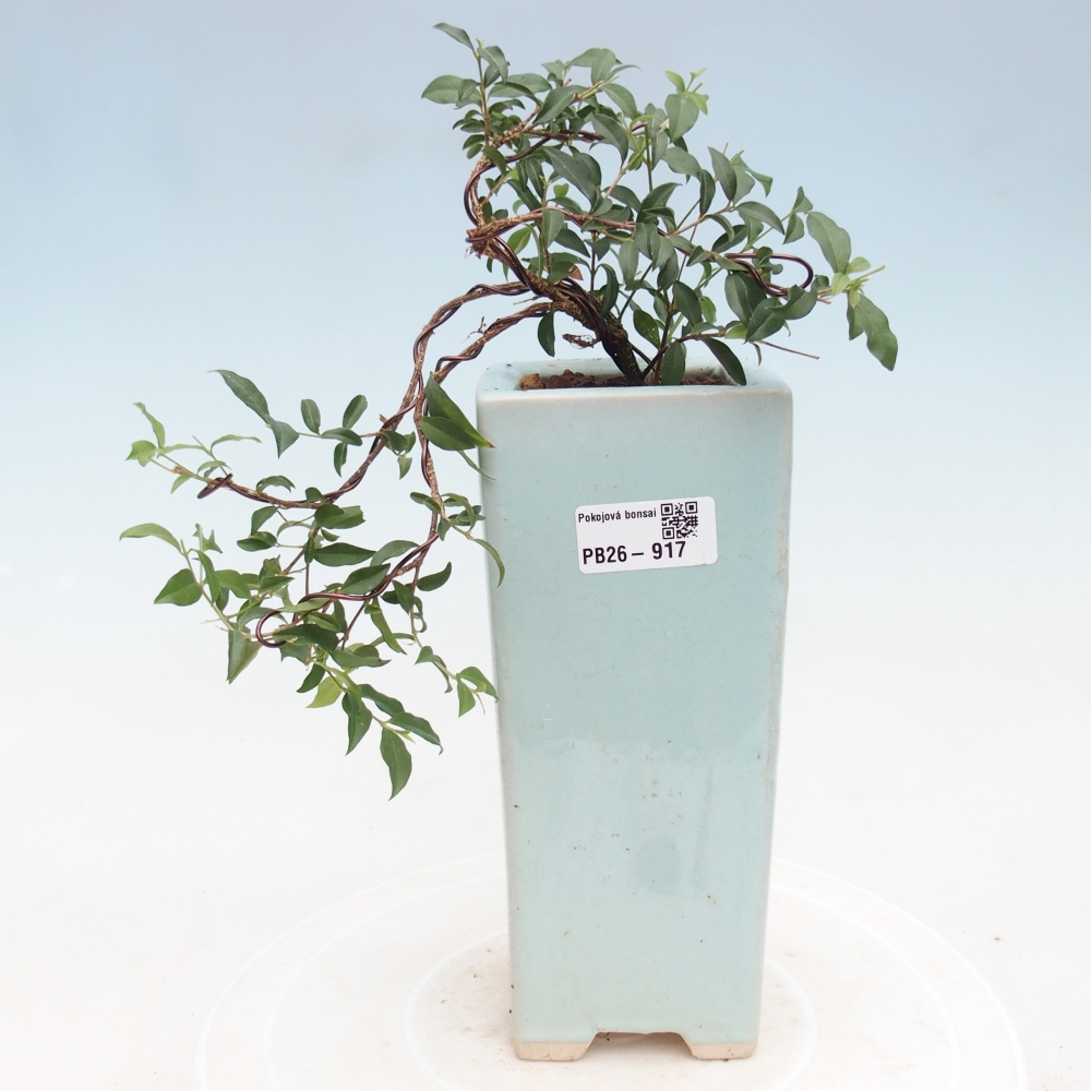 Zimmer Bonsai - Malpighia coccigera- Barbdor Kirsche
