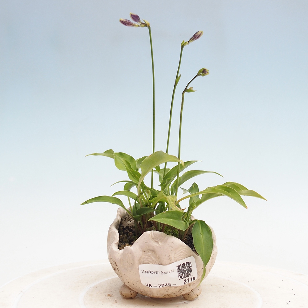 Bonsai im Freien - Mini Hosta - Göttin