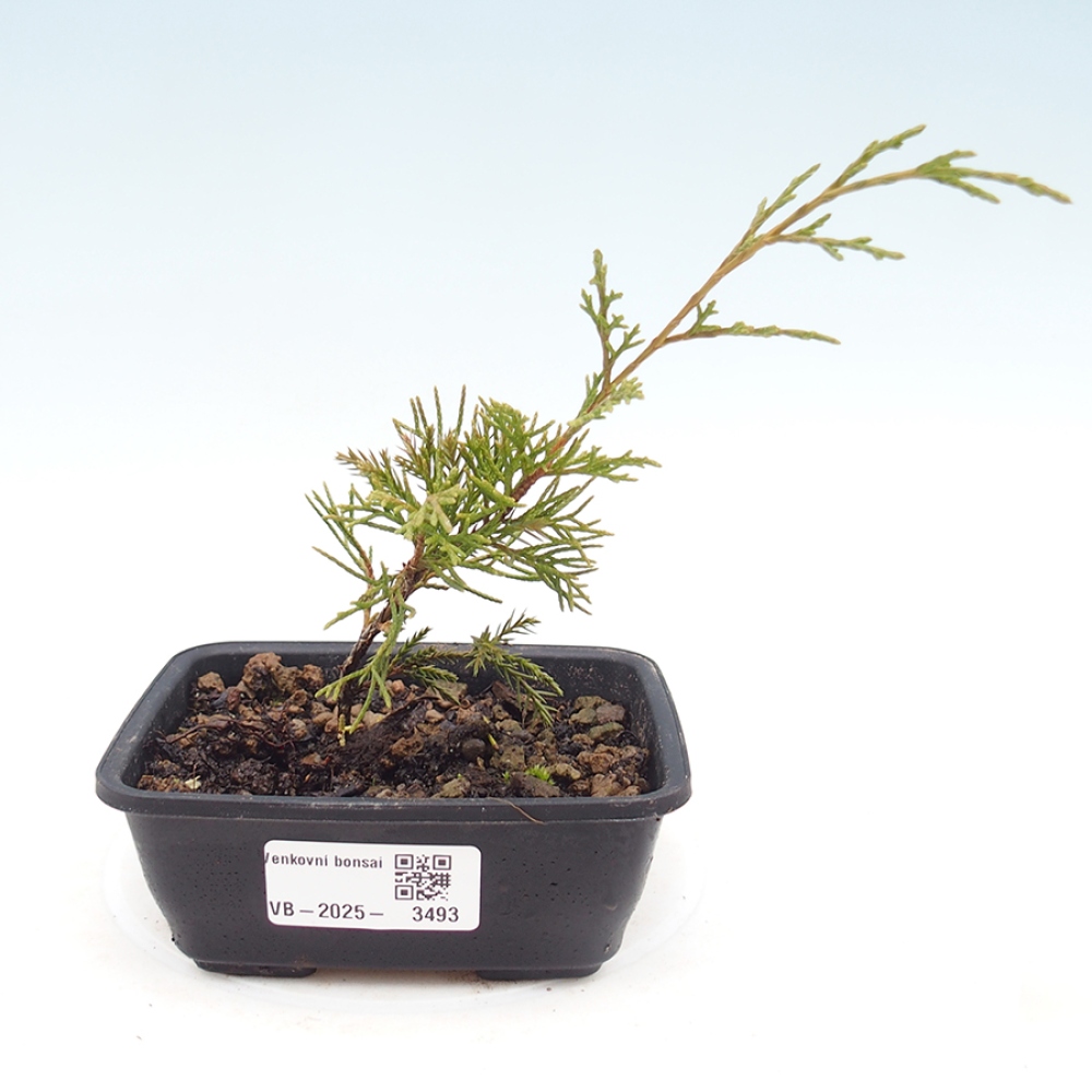 Bonsai für draußen - Juniperus chinensis Itoigawa