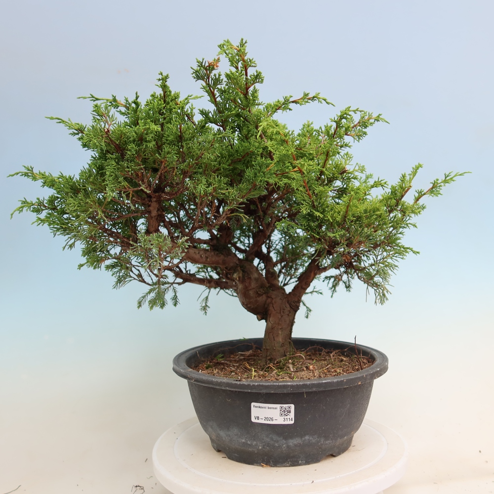 Bonsai für draußen - Juniperus chinensis Itoigawa-Juniperus chinensis