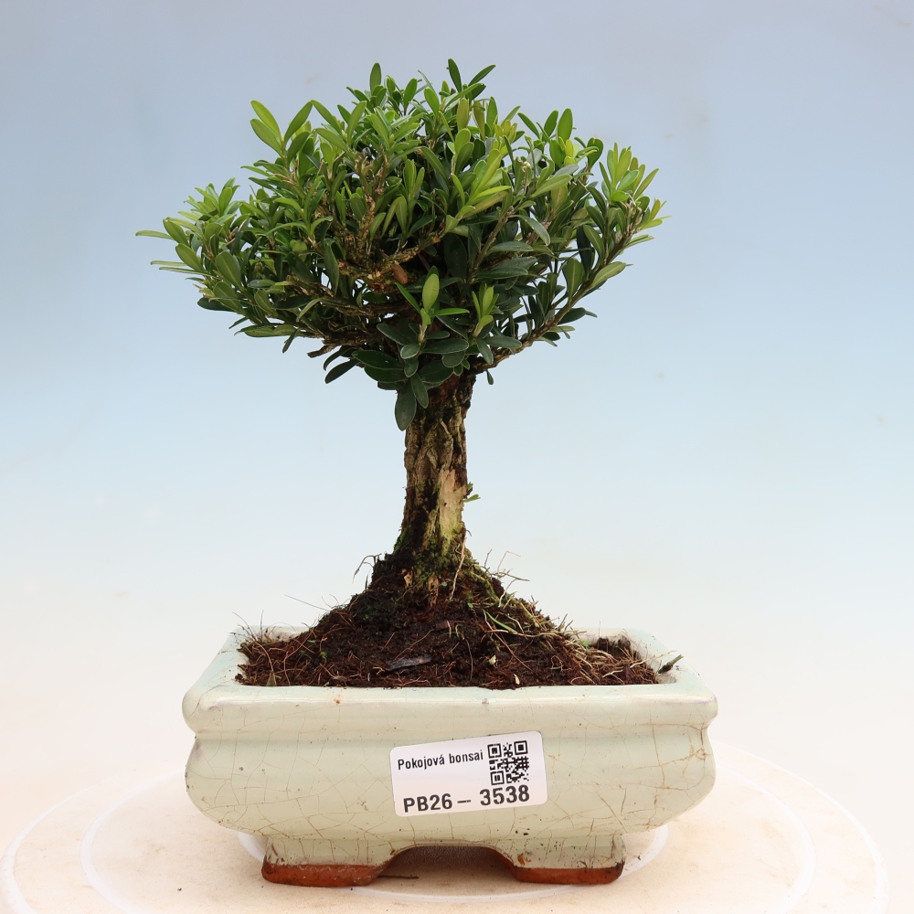 Zimmer Bonsai - Buxus harlandii - Korkbuxus