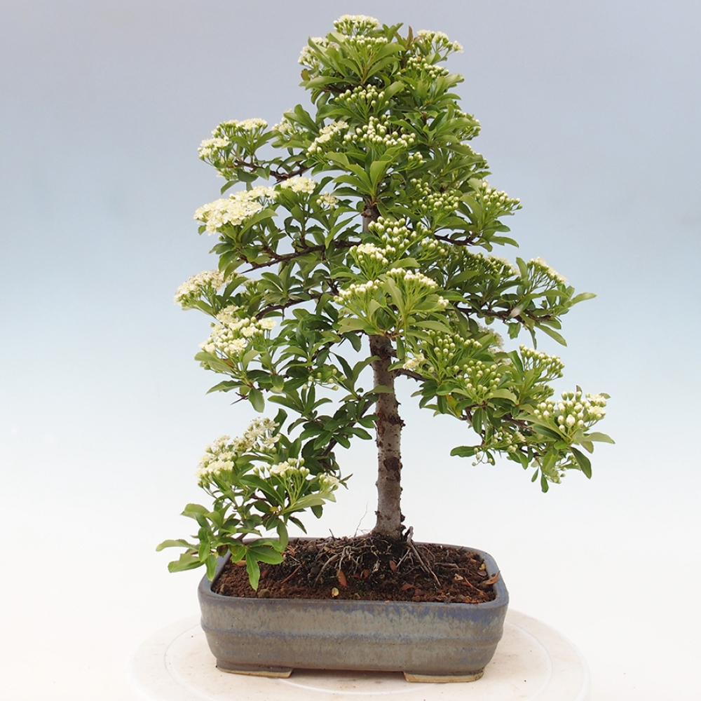 Outdoor Bonsai-Pyracanta Teton -Bäckerei