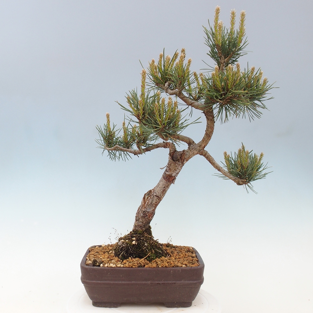 Bonsai im Freien - Pinus Sylvestris - Waldkiefer