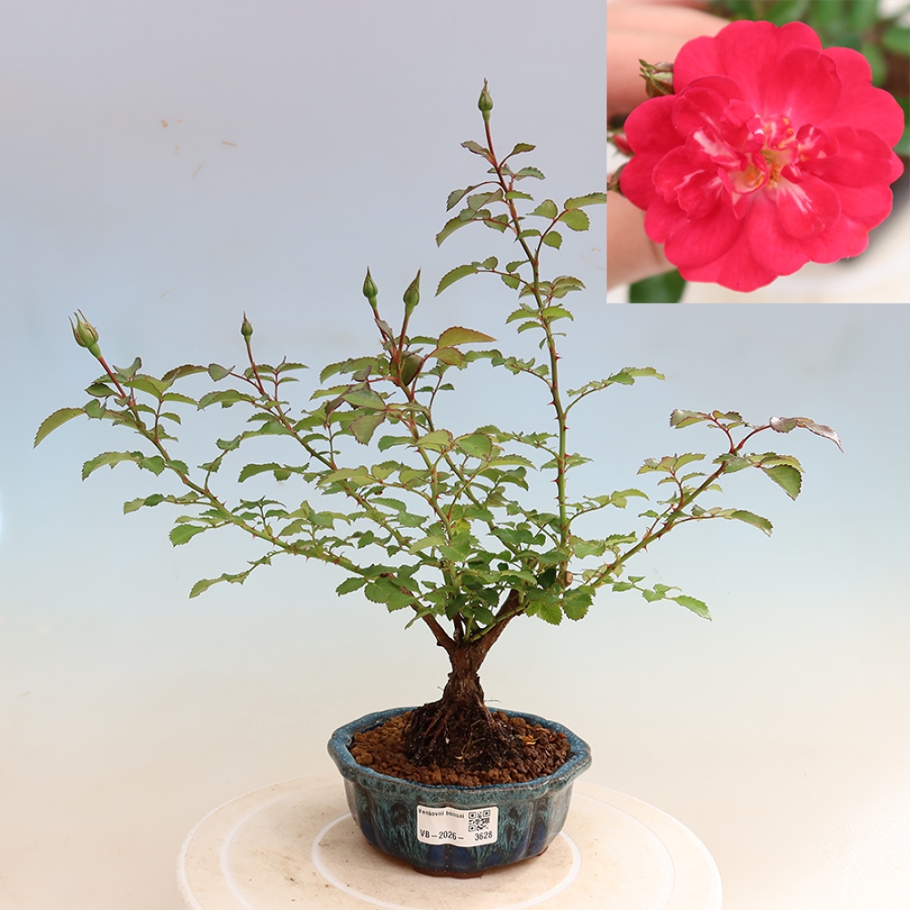 Bonsai für draußen - Rosa Kordes - Rose