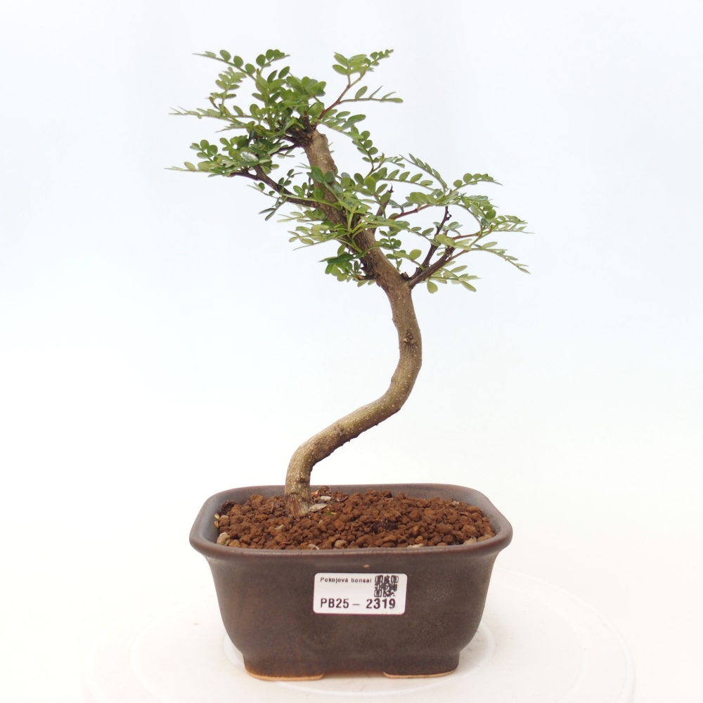 Zimmerbonsai - Zantoxylum piperitum - Pfefferminze