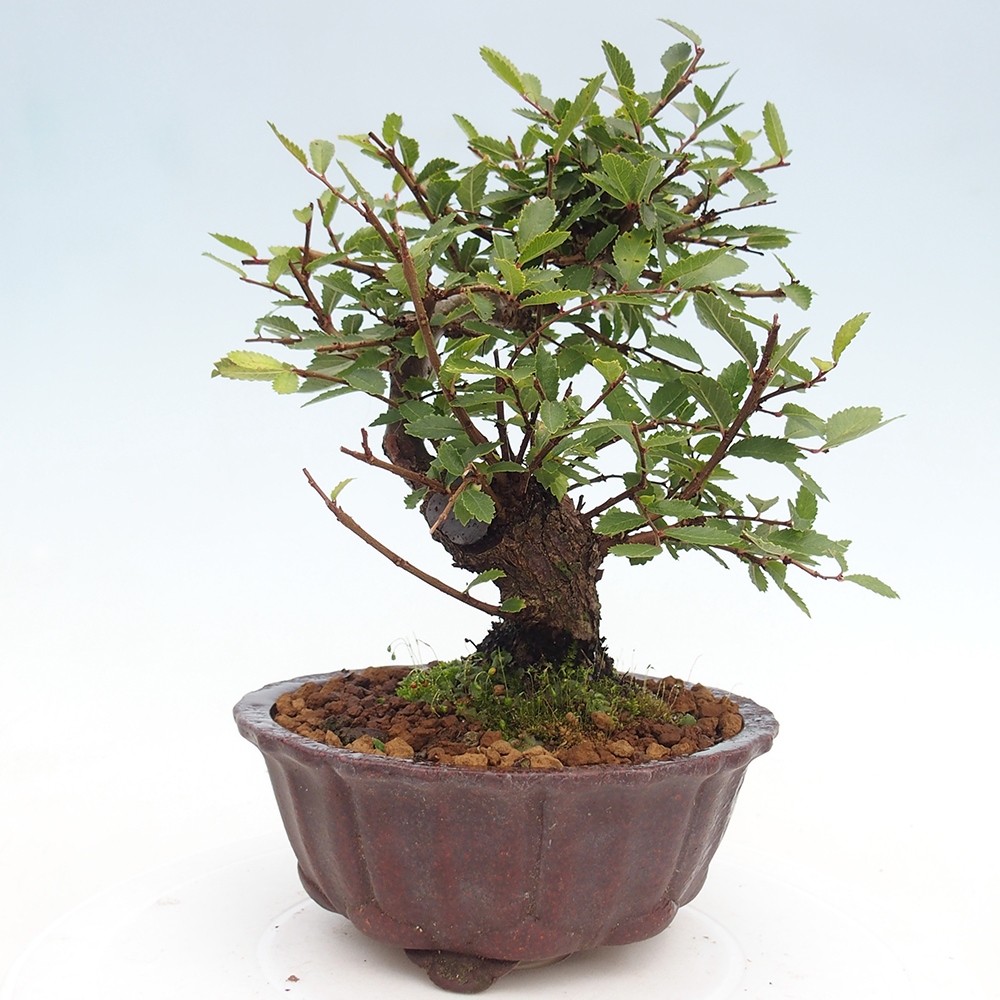 Bonsai im Freien - Zelkova - Zelkova NIRE