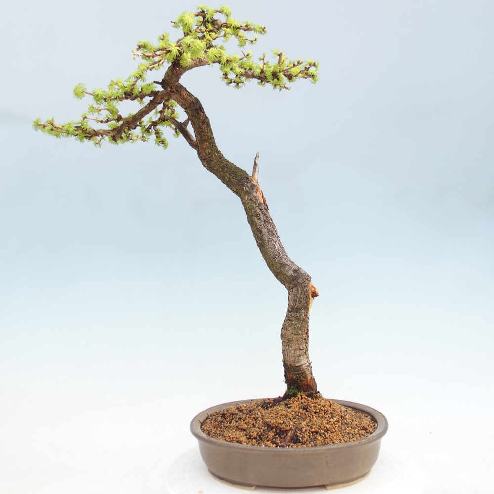 Bonsai für draußen -Larix decidua - Lärche