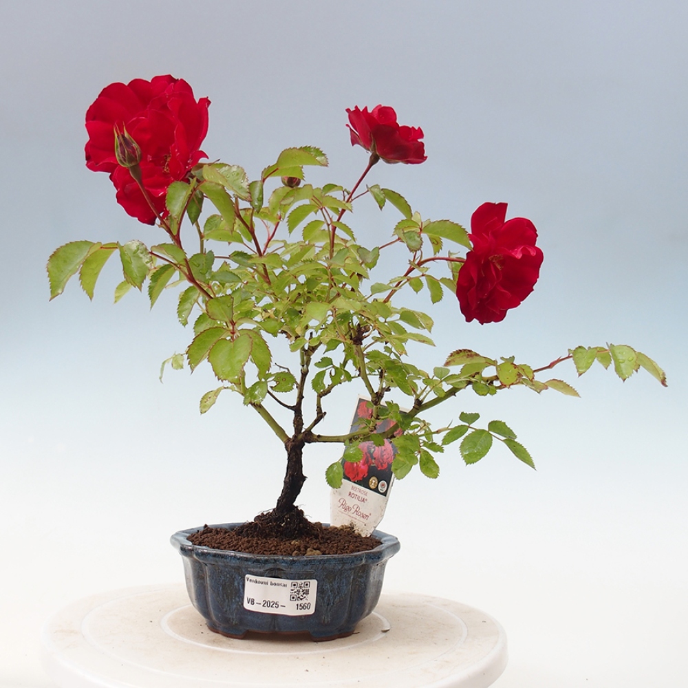 Freilandbonsai - Rosa Kordes -  Rose