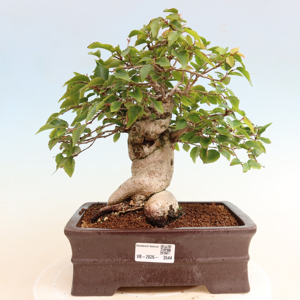 Bonsai für draußen -Carpinus CARPINOIDES - Koreanische Hainbuche
