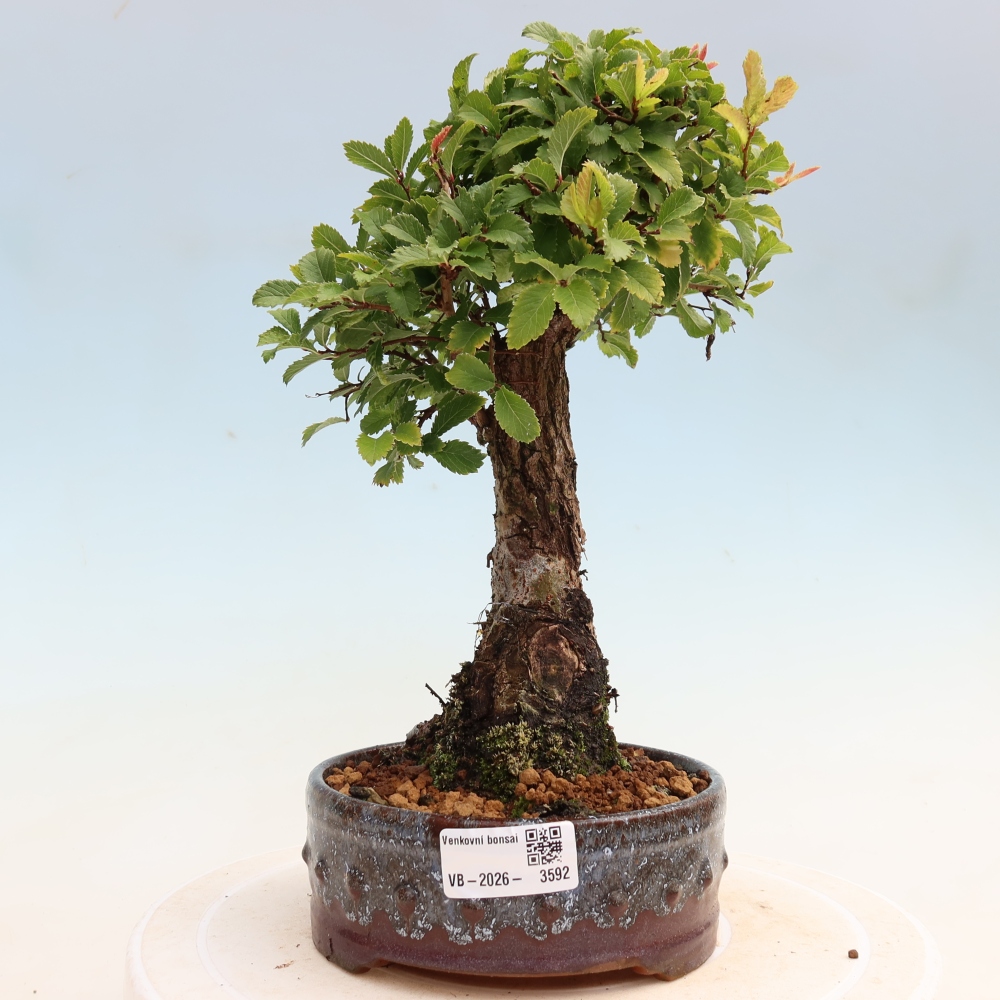 Bonsai für draußen - Zelkova - Zelkova NIRE