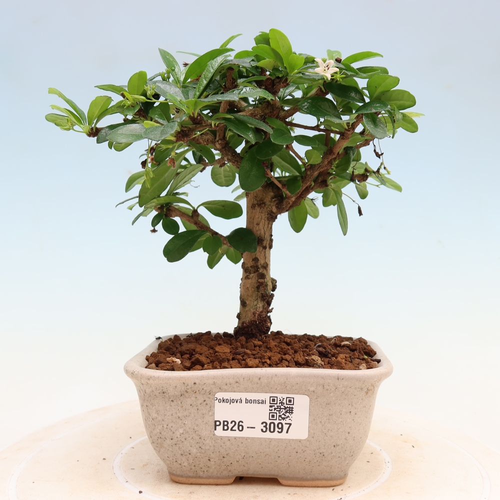 Zimmer-Bonsai - Carmona macrophylla - Tee-Fuki