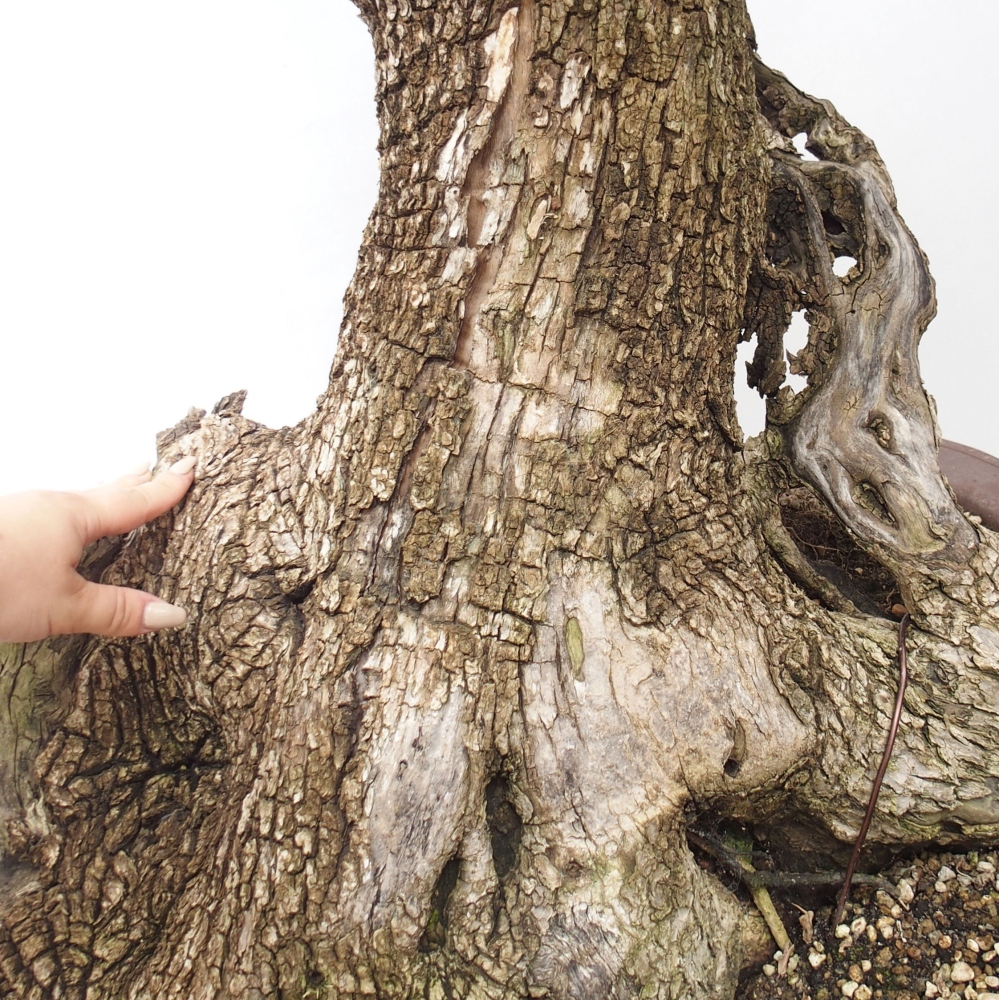 Indoor-Bonsai - Olea europaea sylvestris - Europäisches kleinblättriges Olivenöl