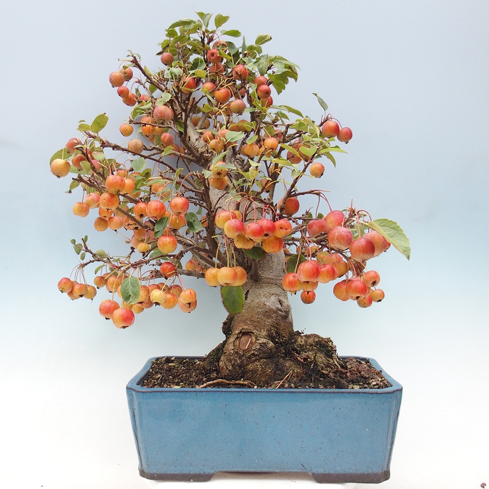 Bonsai im Freien - Malus halliana - Kleinfruchtiger Apfelbaum