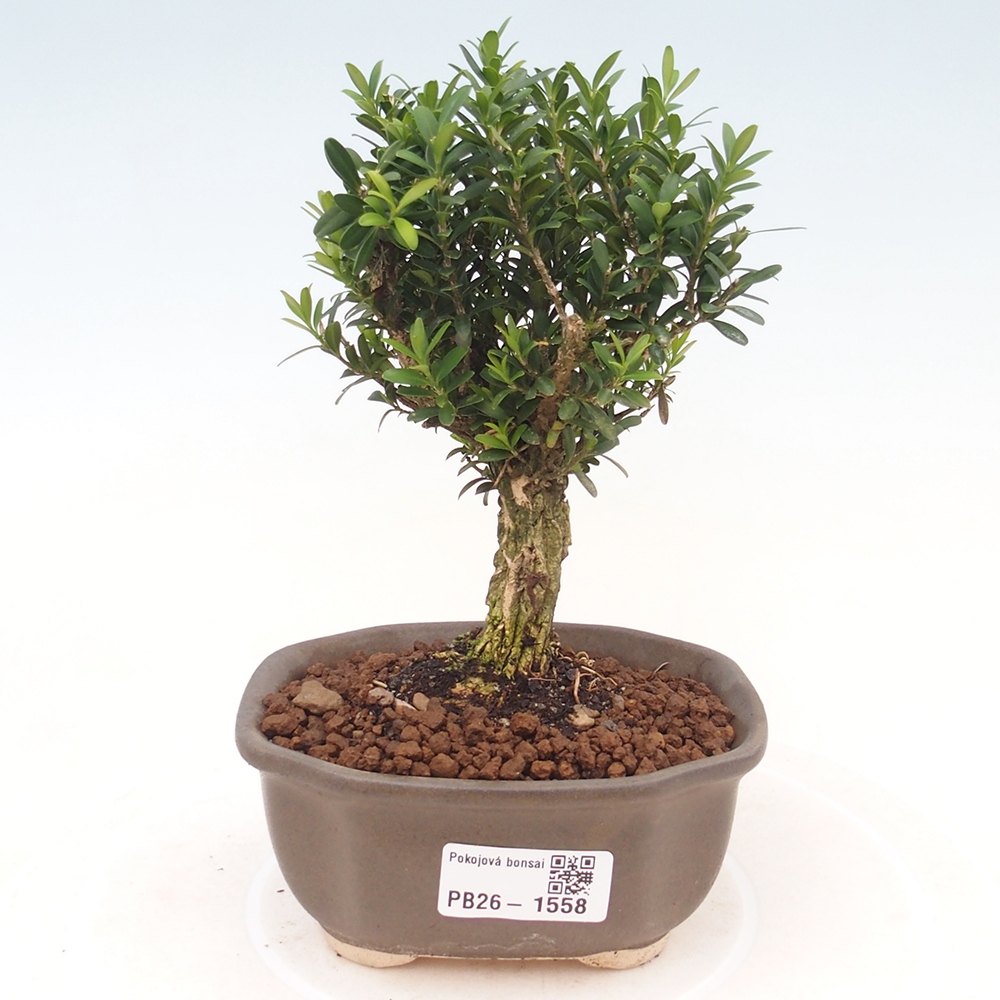 Zimmer Bonsai - Buxus harlandii - Korkbuxus