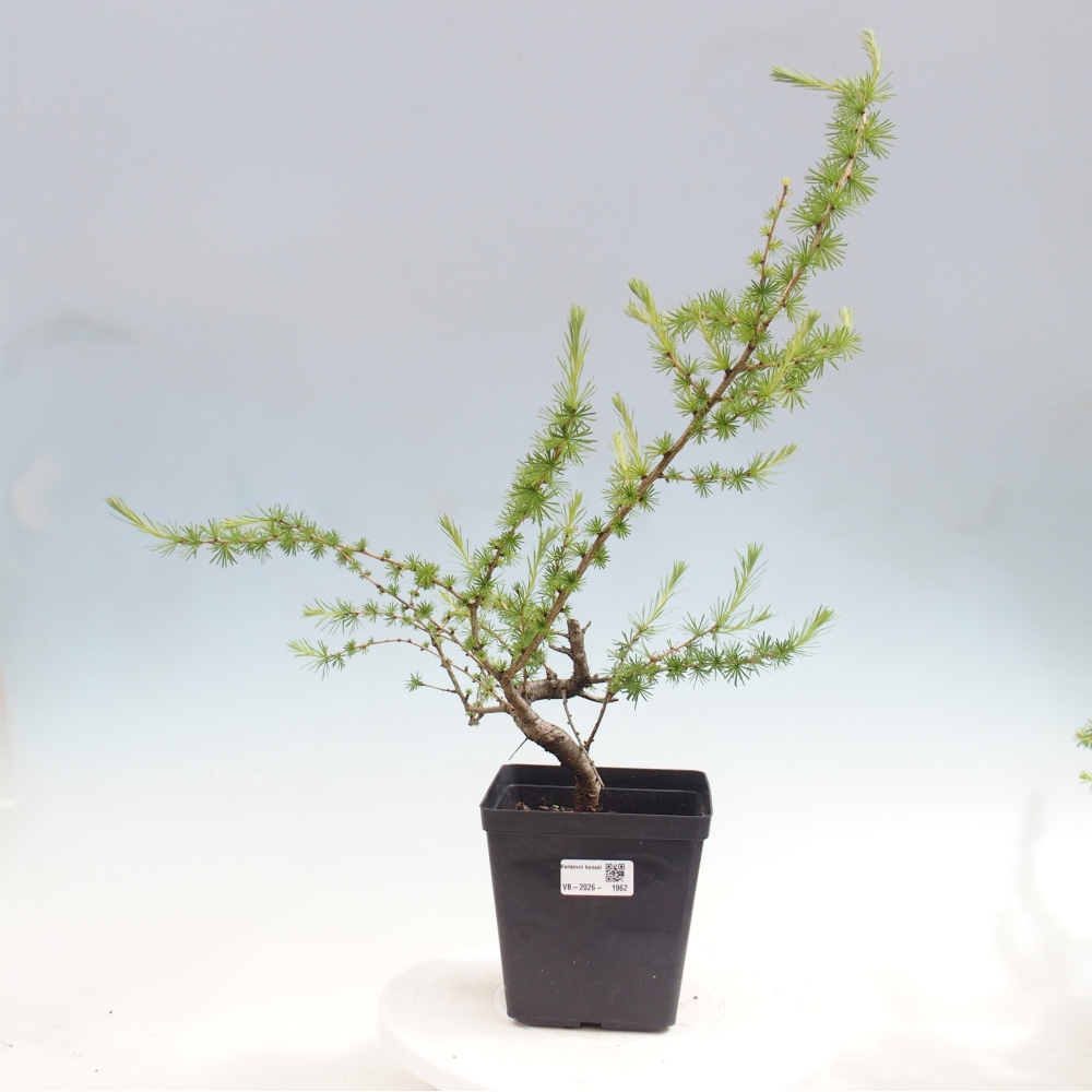 Bonsai für draußen -Larix decidua - Lärche