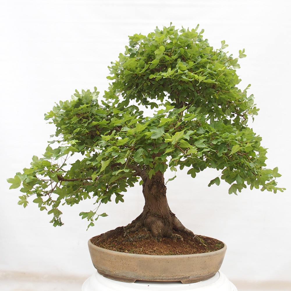 Bonsai im Freien - Französischer Ahorn - Acer Nonspessulanum