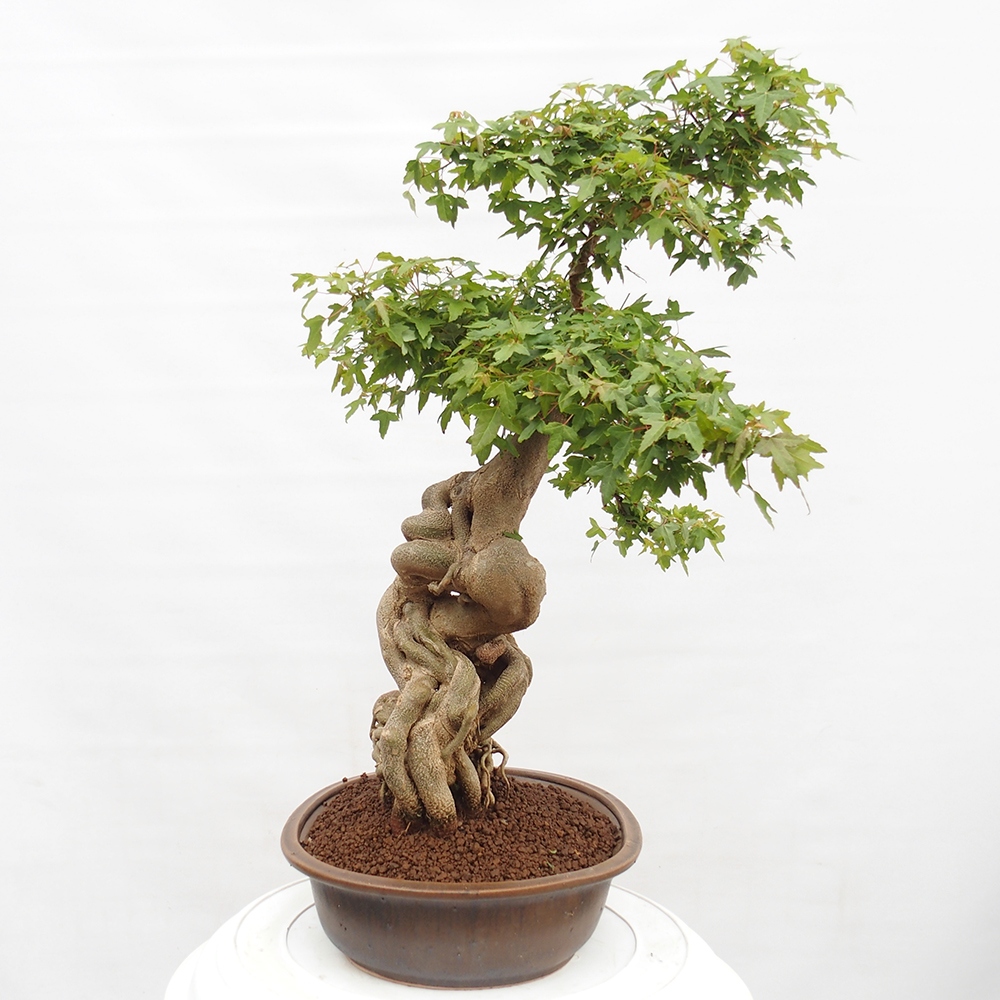 Bonsai im Freien - Ahorn Buergerianum - Burger Maple