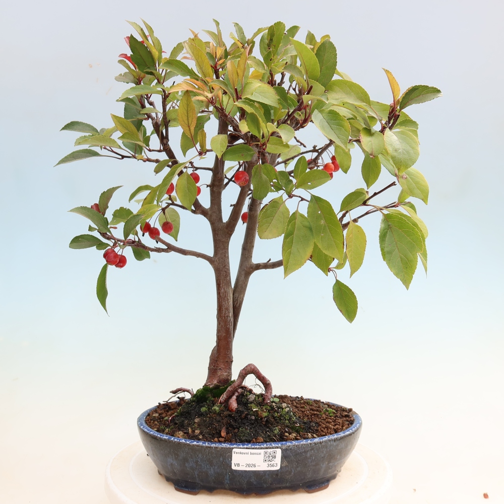 Outdoor-Bonsai -Malus domestica - Kleinfrüchtiger rotblättriger Apfelbaum
