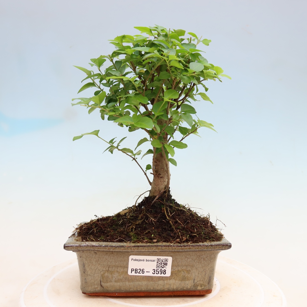 Zimmer Bonsai -Ligustrum chinensis - Vogelschnabel