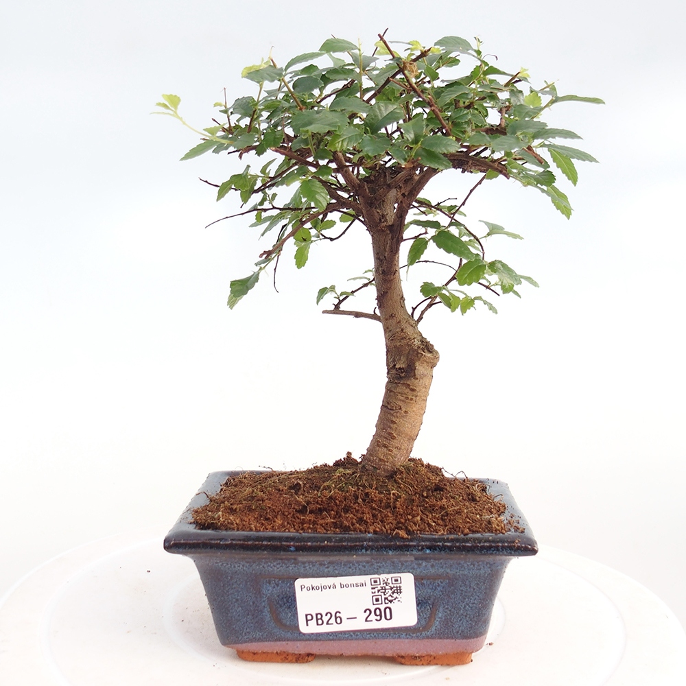 Zimmerbonsai - Ulmus parvifolia - Kleinblättrige Ulme
