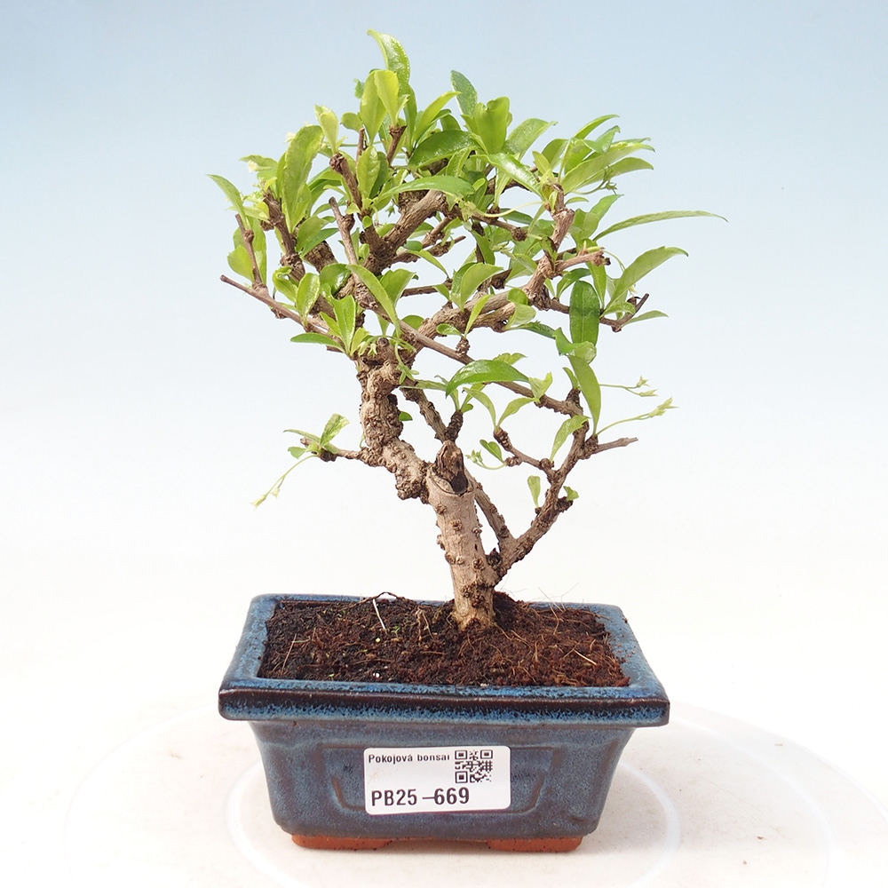 Zimmerbonsai - Carmona Macrophylla - Fuki-Tee