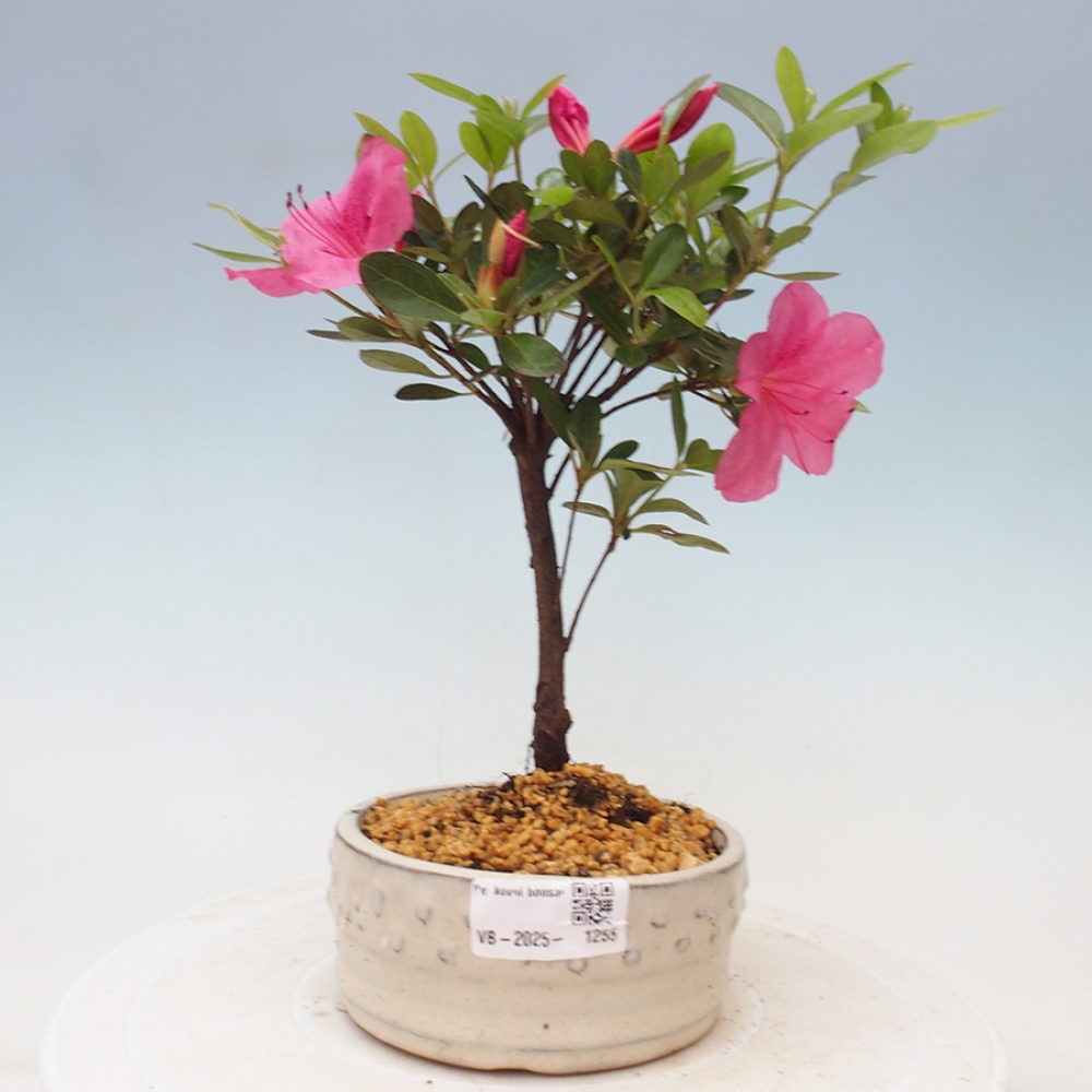 Bonsai im Freien - Japanische Azalee - Azalea sp.